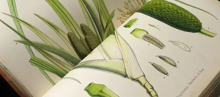 Close up of botanical book