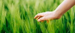Hand running across wheat crops