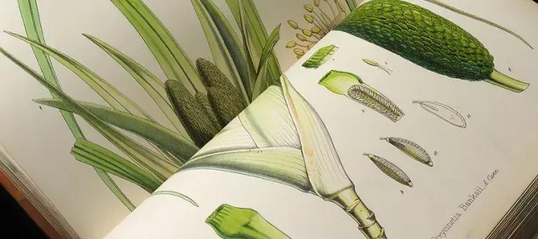 Close up of botanical book