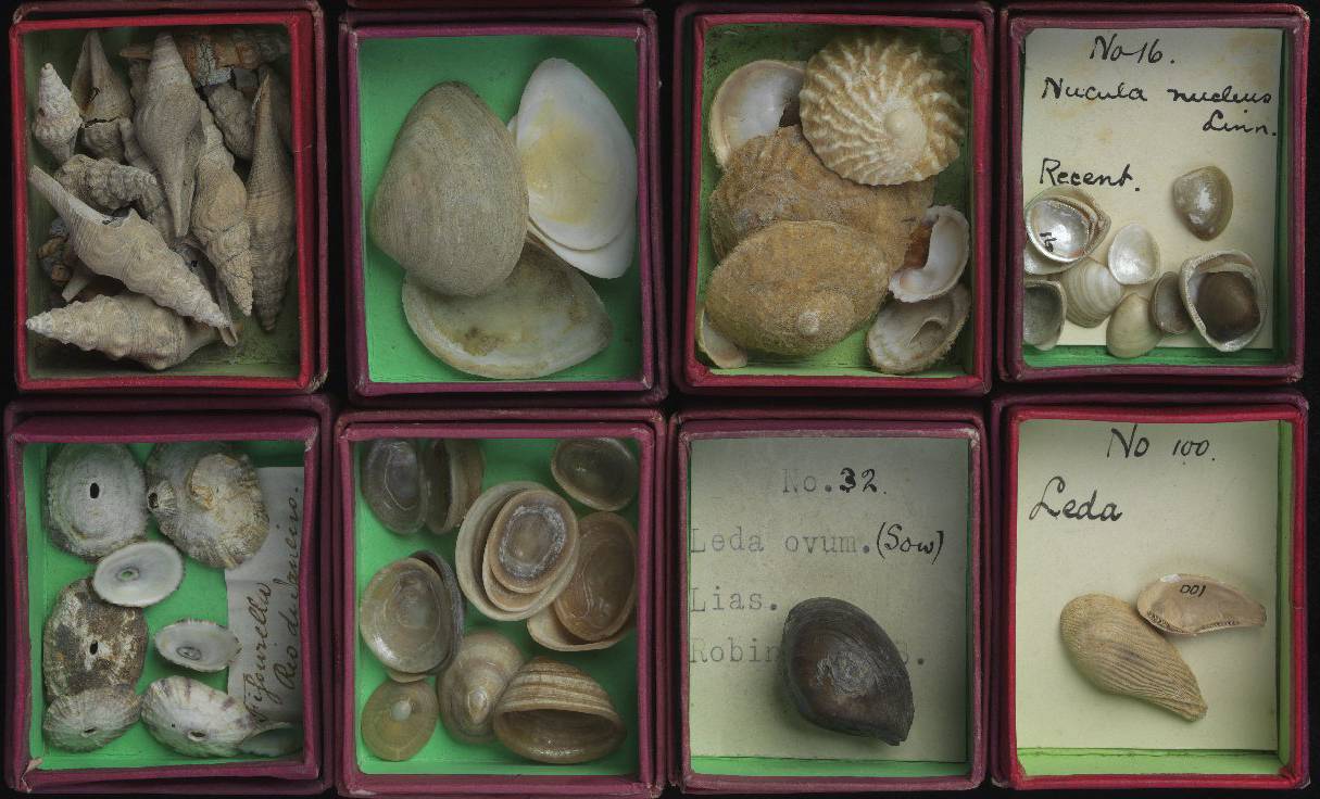 Charles Lyell Specimens